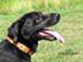 Payton training